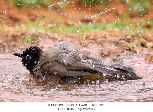 Pycnonotus xanthopygos, Yellow-vented Bulbul AKA White-Spectacled Bulbul, washing itself in a water puddle  Photographed in Israel