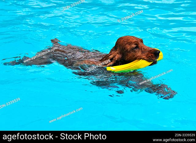 purebred english cocker swimming in a swimming pool