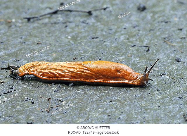 Large Red Slug North Rhine-Westphalia Germany Arion rufus Greater Red Slug