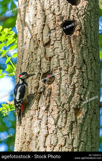 Male Great spotted woodpecker (Dendrocopos major) approching nest cavity and nestling. Woolhope Herefordshire UK. May 2020