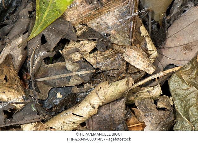 Mitred Toad Rhinella margaritifera adult, camouflaged on leaf litter, Los Amigos Biological Station, Madre de Dios, Amazonia, Peru