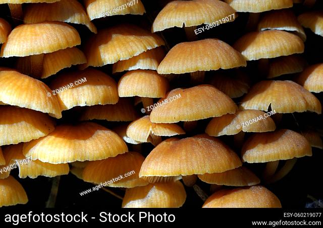 Abstract macro photo of small brown mushrooms