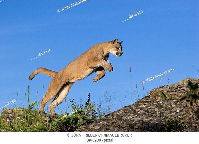 Puma jumping Stock Photos and Images | agefotostock