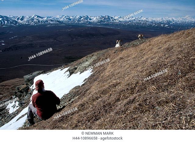 dall sheep, ovis dalli, Denali National Park & Preserve, USA, America, North America, may, sheep, animal, snow, person, landscap