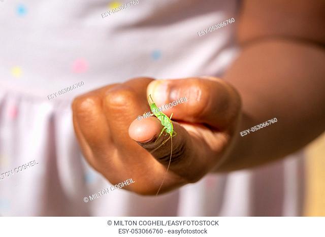 Single male Meconema thalassinum, known as the oak bush-cricket or drumming katydid, on a child's finger