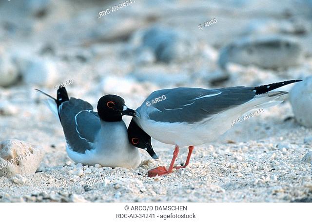 Swallow-tailed Gulls pair courting Tower Island Galapagos Islands Ecuador Creagrus furcatus