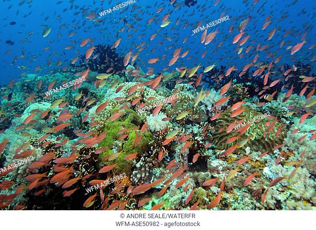 Anthias hover over Coral Reef, Pseudanthias, Puerto Galera, Mindoro, Philippines