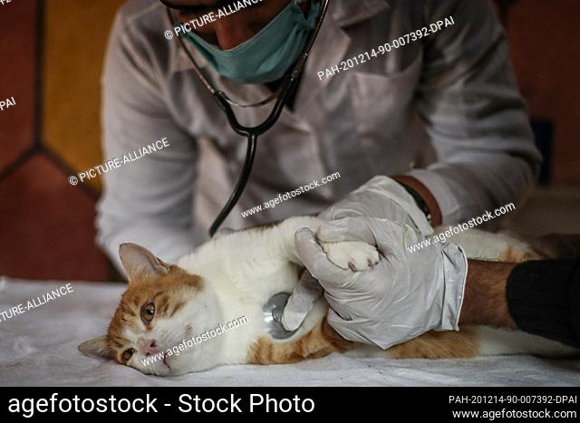 12 December 2020, Syria, Azmarin: A picture made available on 14 December 2020 shows a veterinarian using a stethoscope to listen to a cat's heart beats at a...