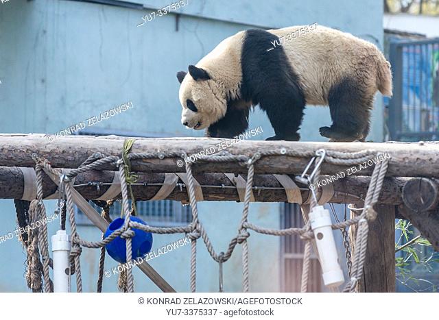 Panda bear in new Panda House in Beijing Zoo, China