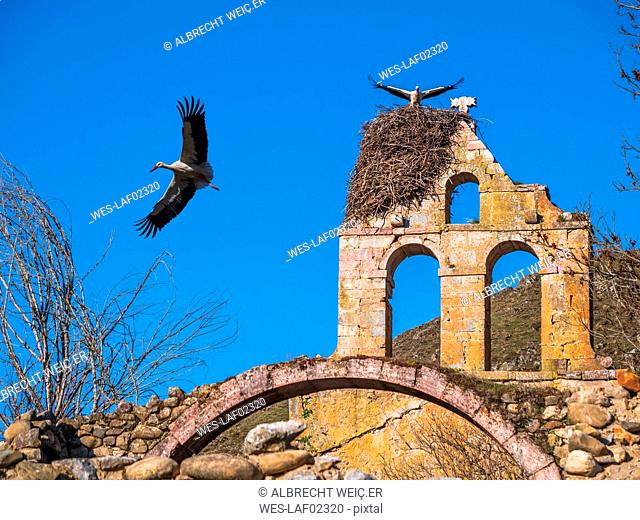 Spain, Asturias, Camposolillo, Cantabrian Mountains, storks and storks nest on a church ruin