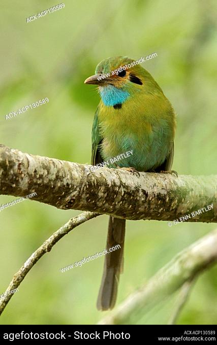 Blue-throated Motmot (Aspatha gularis) perched on a branch in Guatemala in Central America