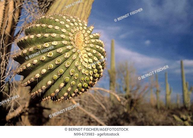 Saguaro cactus, cactus desert, Saguaro National Park, Tucson, Arizona, USA