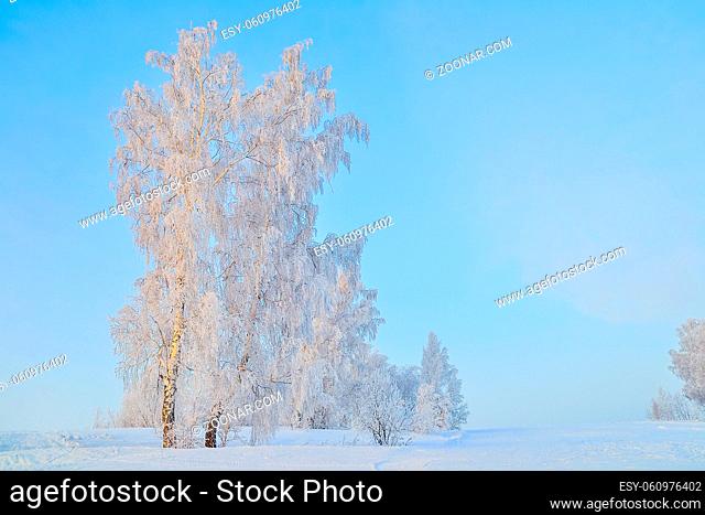 Beautiful winter landscape - birch trees with hoarfrost covered at sunbeams of setting sun - fairy tale of frosty winter nature