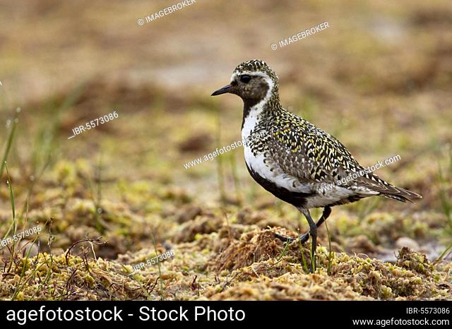 European golden plover (Pluvialis apricaria) adult, breeding feather, standing in taiga forest, Finland, Europe