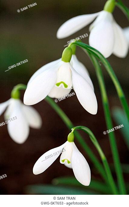 GALANTHUS 'NOTHING SPECIAL'