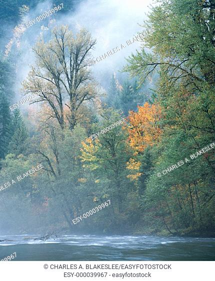 Autumn mist along the McKenzie River.Willamette National Forest. Lane county, Oregon. USA
