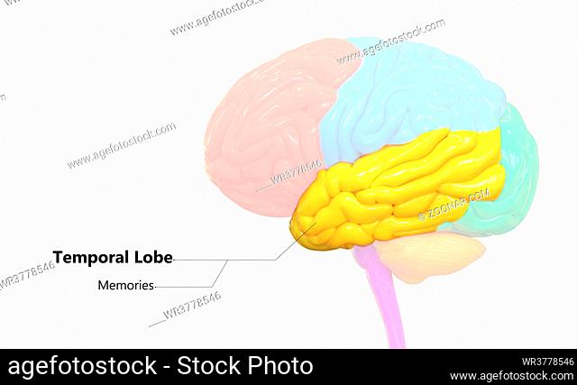3D Illustration Concept of Central Organ of Human Nervous System Brain Lobes Temporal Lobe Described with Labels Anatomy