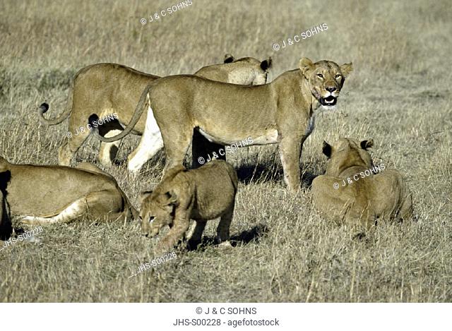 Lion, Panthera leo, Masai Mara, Kenya, group with cub