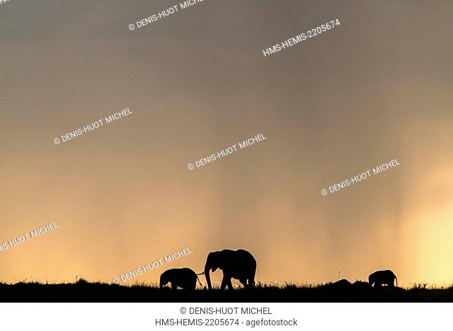 Kenya, Masai-Mara game reserve, Elephant (Loxodonta africana), at sunset