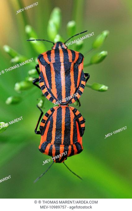 Red and Black Striped Stink Bug mating Switzerland