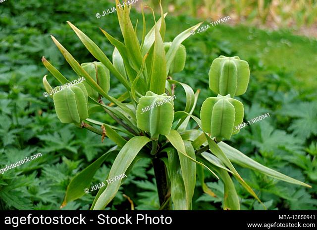 Imperial crown (Fritillaria imperialis), seed stand