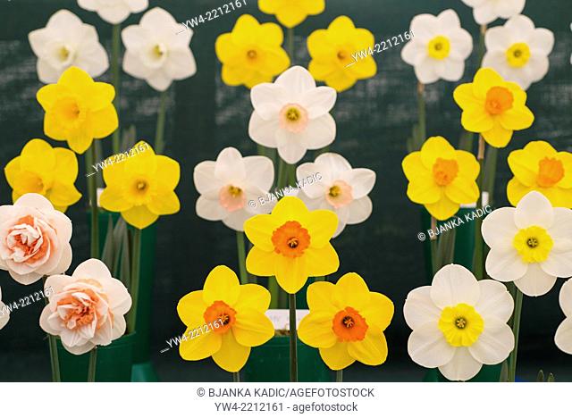 Display of various daffodils