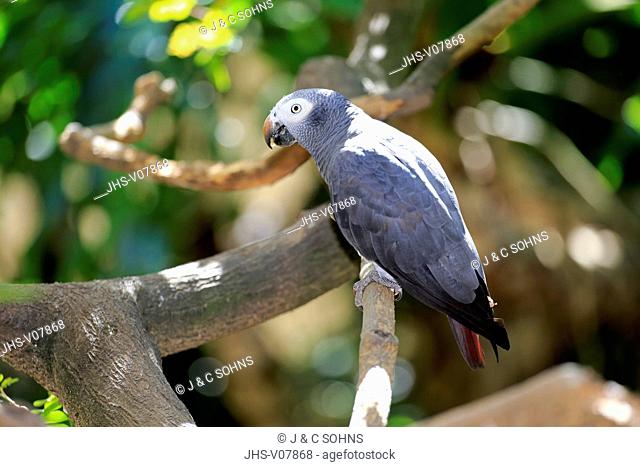 Grey Parrot, (Psittacus erithacus timneh), adult on tree, Africa