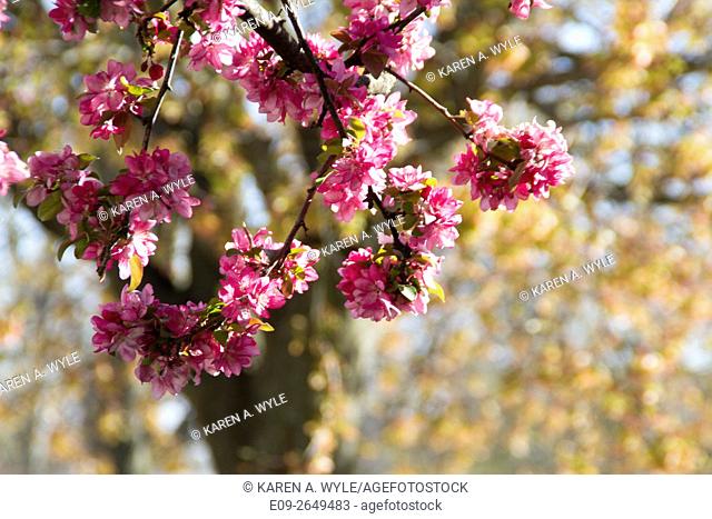 blossoming crabapple tree with out-of-focus tree and new spring foliage in background, Bloomington, Indiana