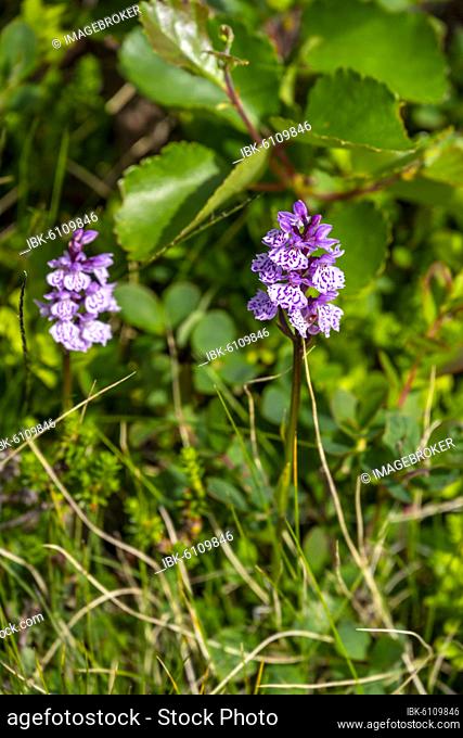 Moorland spotted orchid (Dactylorhiza maculata), Norway, Europe
