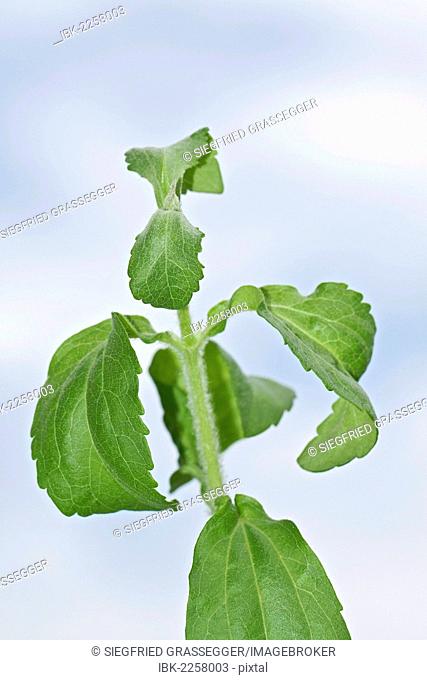 Stevia, sweetleaf or sugarleaf (Stevia rebaudiana)