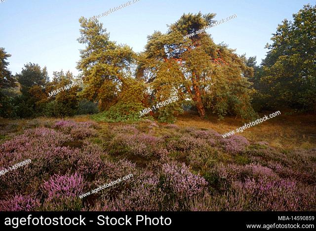 Common pine (Pinus sylvestris) and flowering broom heather (Calluna vulgaris), Westruper Heide, North Rhine-Westphalia, Germany