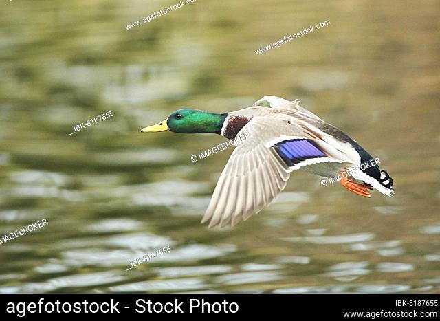 Wild duck (Anas platyrhynchos) male flying over a lake, Bavaria, Germany, Europe