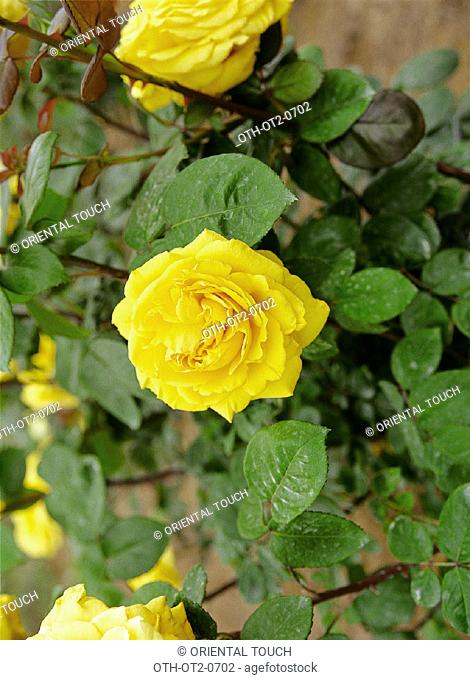 Rose, a prickly bush or shrub that typically bears red, pink, yellow, or white fragrant flowers, native to north temperate regions and widely grown as an...