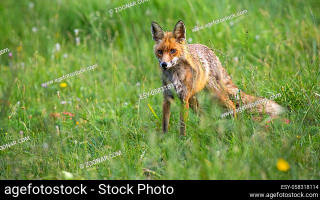 Red fox, vulpes vulpes, standing on flower meadow in summer nature. Wild predator looking on green field in summertime. Orange mammal watching on grassland