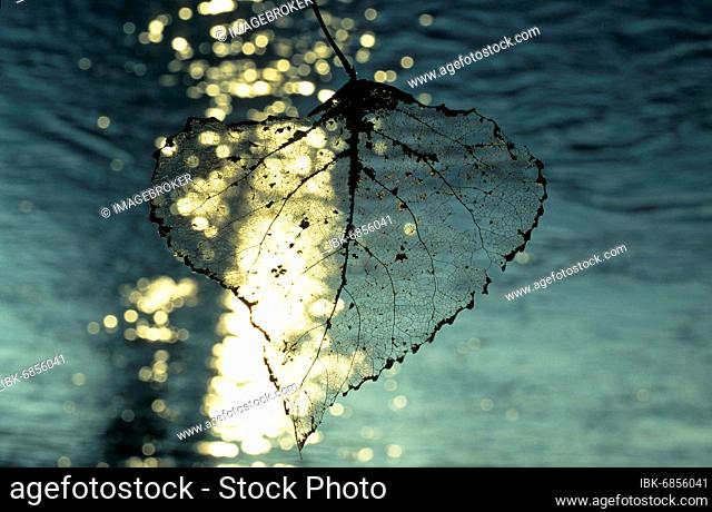 Poplar leaf skeleton against the light