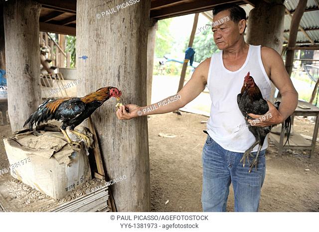 thai man with his prized fighting cocks , village outside mae sot, northern thailand