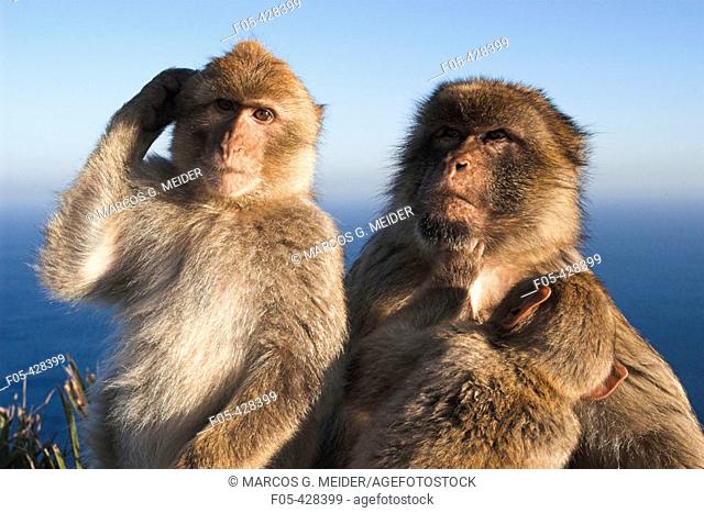 Barbary Macaque (Macaca sylvanus). Gibraltar, UK