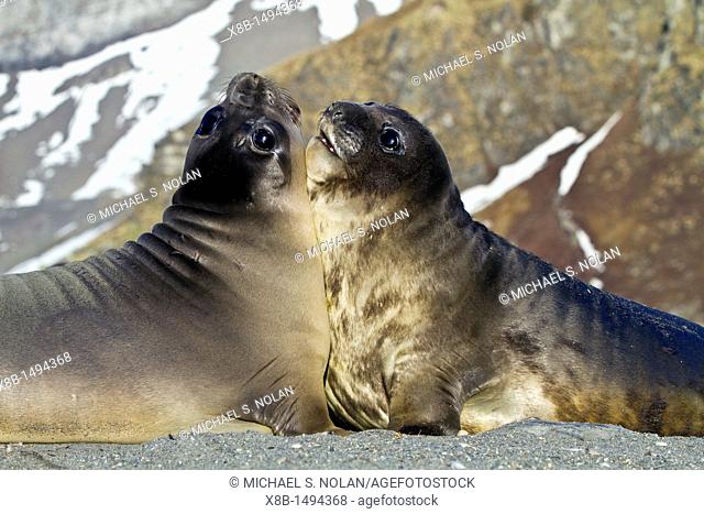 Male southern elephant seal Mirounga leonina pups mock fighting on South Georgia Island in the Southern Ocean  MORE INFO The southern elephant seal is not only...