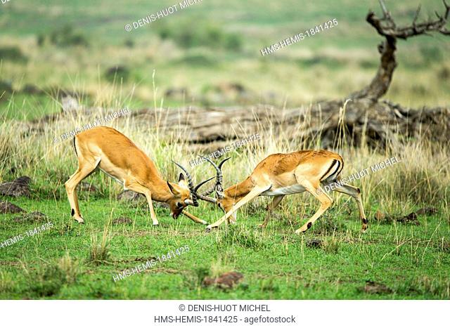 Kenya, Masai-Mara game reserve, Impala (Aepyceros melampus), males fighting