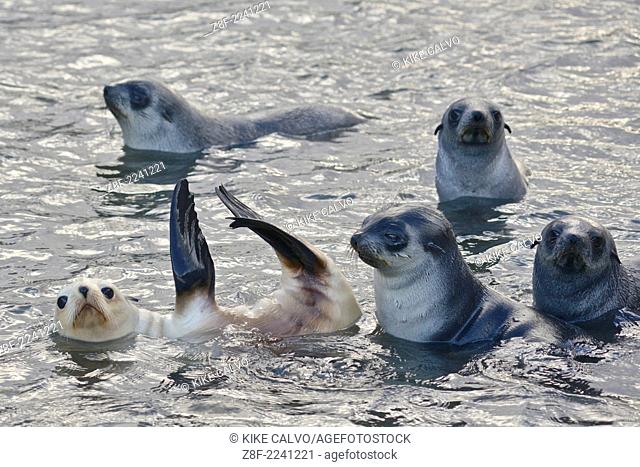 Blond or gold morph Antarctic Fur Seal (Arctocephalus gazella). Stromness Bay in South Georgia