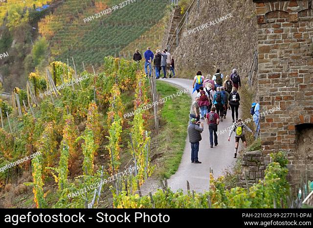 22 October 2022, Rhineland-Palatinate, Dernau: Hikers walk through the vineyards above the village. After the Ahr flood with at least 134 deaths in July 2021