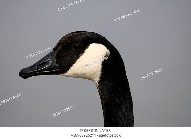 Canada-goose, Branta canadensis, portrait