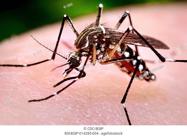 This photograph depicted a female Aedes aegypti mosquito while she was in the process of acquiring a blood meal from her human host, who in this instance