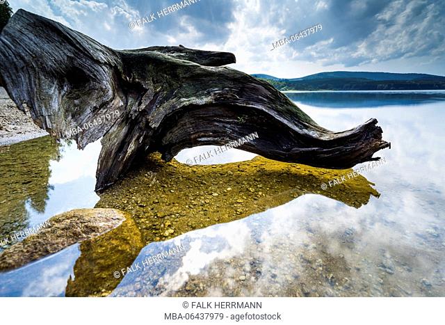 dead tree on the edge of a lake, mirroring of the clouds in the water