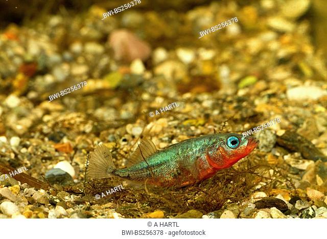 three-spined stickleback Gasterosteus aculeatus, male building a nest, sticking nesting material together, Germany