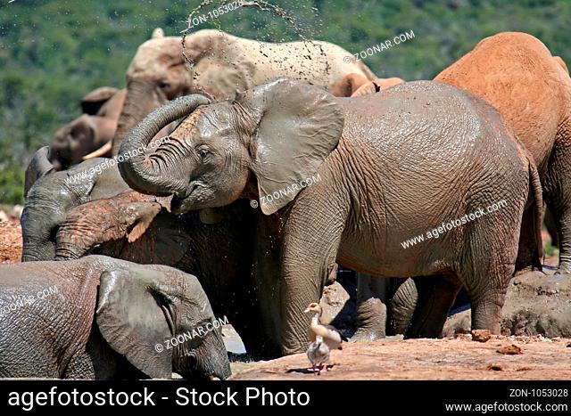 Elefanten im Addo Elephant Park in Südafrika, wildlife; Elephants in South Africa