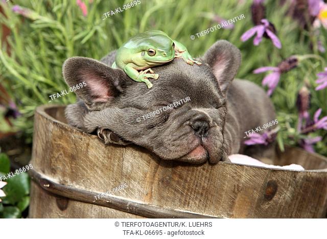Puppy and frog