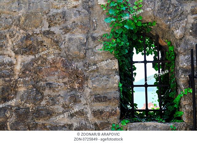 window old plant background with stone wall
