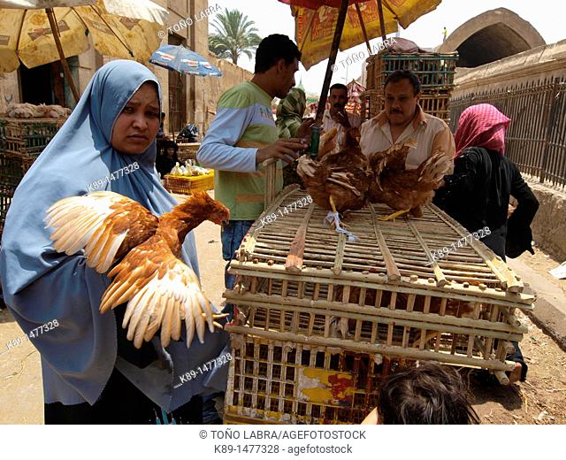 Animal's section, Suk guma Friday's market, Cairo, Egypt