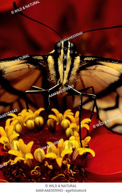 Tiger Swallowtail Butterfly (Pterourus glaucus)